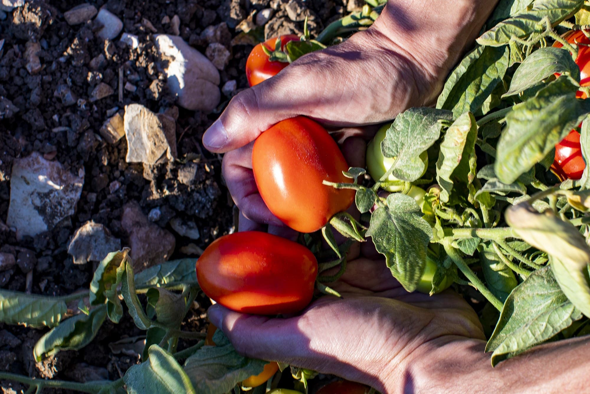 Two hands holding red tomatoes on the plant at Libera Terra.